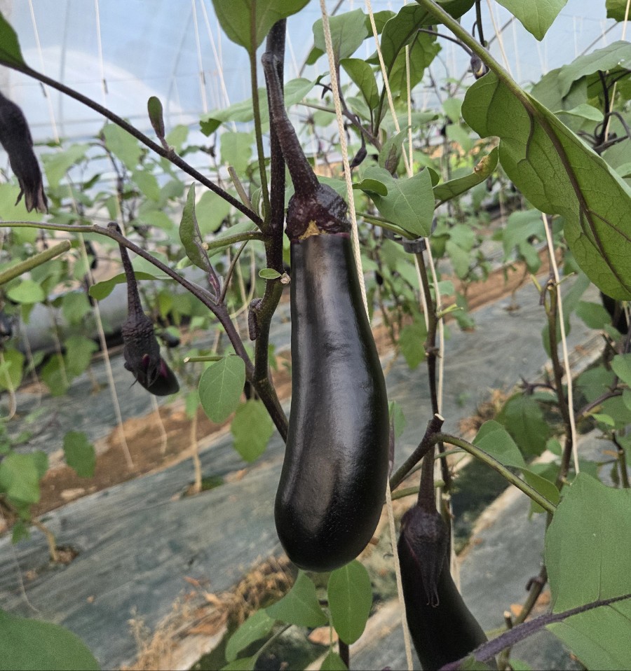 가지